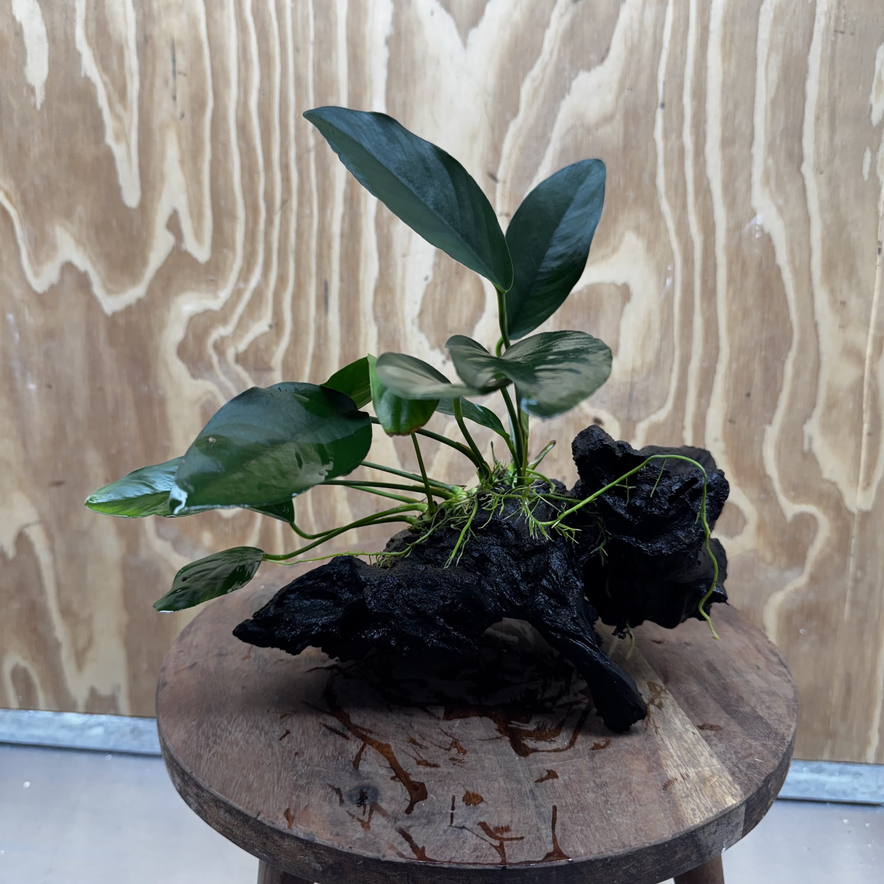 Pisces Enterprises One Only Anubias ‘Lucy' on Medium Driftwood Creation - One Only - Joyful Anubias Lucy on Medium Driftwood - ONE ONLY - Scapeshop Aquarium Plants