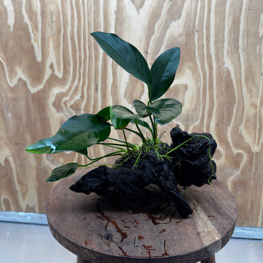 Pisces Enterprises One Only Anubias ‘Lucy' on Medium Driftwood Creation - One Only - Joyful Anubias Lucy on Medium Driftwood - ONE ONLY - Scapeshop Aquarium Plants