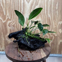 Pisces Enterprises One Only Anubias ‘Lucy' on Medium Driftwood Creation - One Only - Joyful Anubias Lucy on Medium Driftwood - ONE ONLY - Scapeshop Aquarium Plants