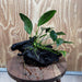 Pisces Enterprises One Only Anubias ‘Lucy' on Medium Driftwood Creation - One Only - Joyful Anubias Lucy on Medium Driftwood - ONE ONLY - Scapeshop Aquarium Plants