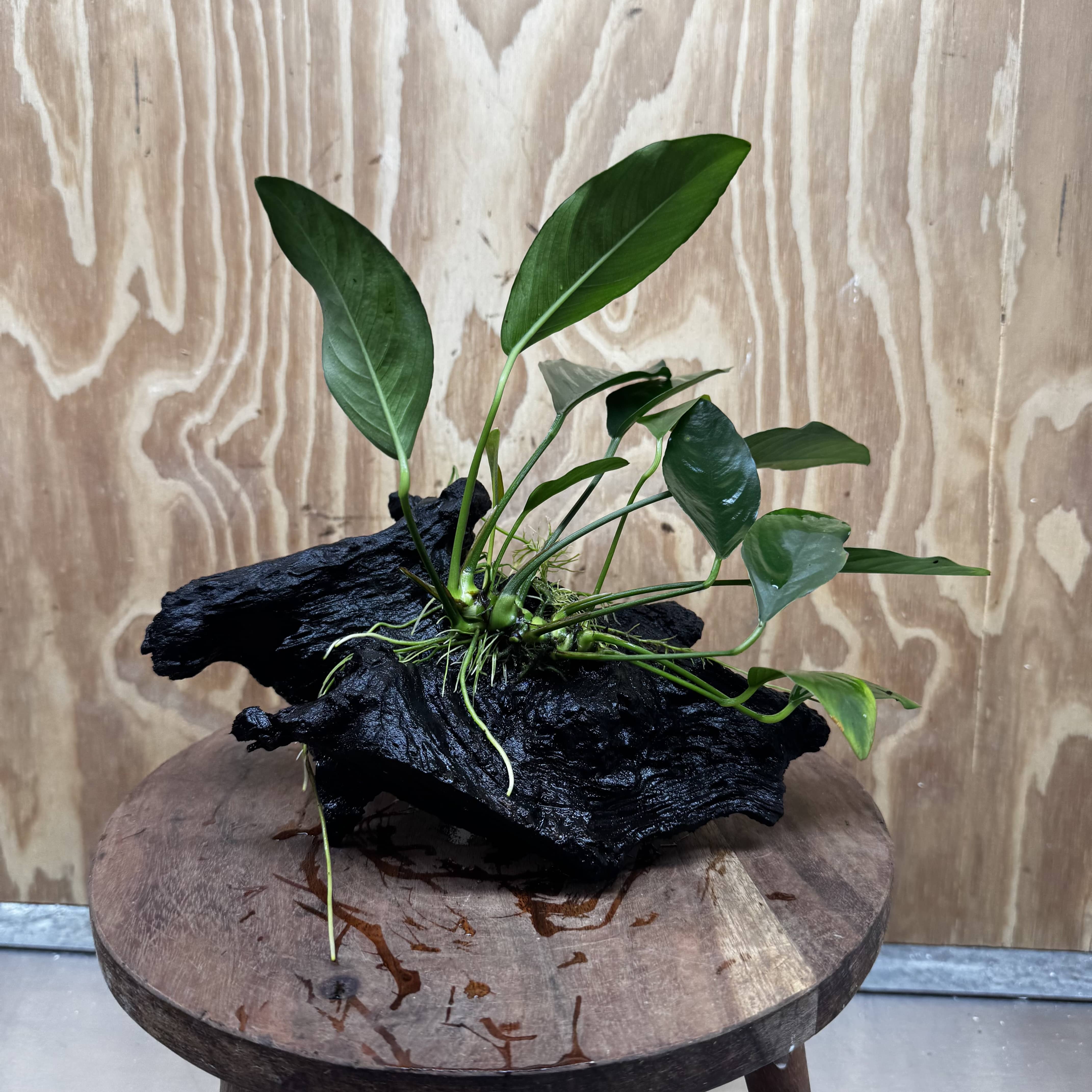 Pisces Enterprises One Only Anubias ‘Lucy' on Medium Driftwood Creation - One Only - Joyful Anubias Lucy on Medium Driftwood - ONE ONLY - Scapeshop Aquarium Plants