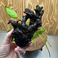 Scapeshop.com.au One Only Anubias Lucy on Small/Medium Driftwood Creation - One Only - Happy Anubias Lucy on Driftwood - One Only - buy Aquarium Plants in Australia
