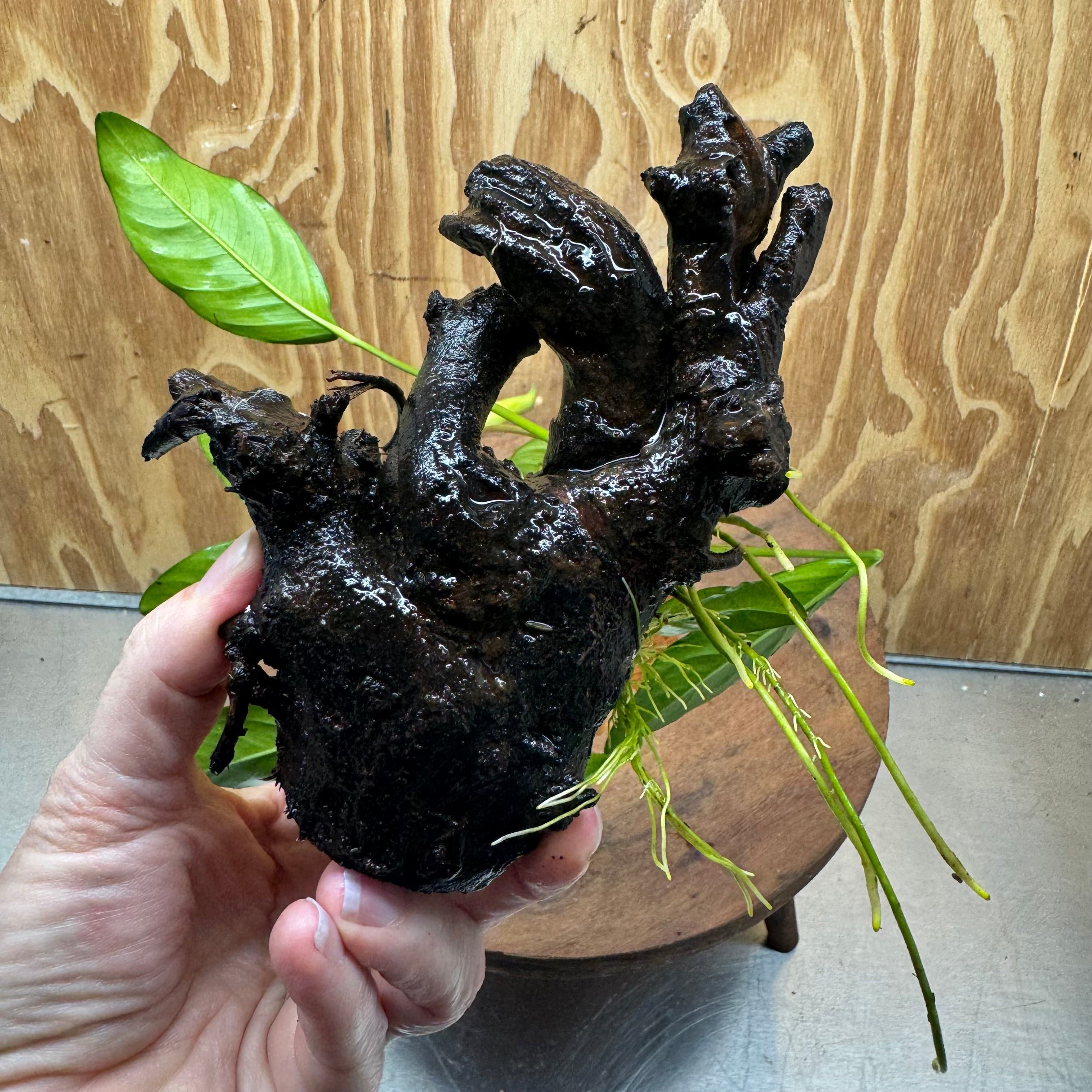 Scapeshop.com.au One Only Anubias Lucy on Small/Medium Driftwood Creation - One Only - Happy Anubias Lucy on Driftwood - One Only - buy Aquarium Plants in Australia