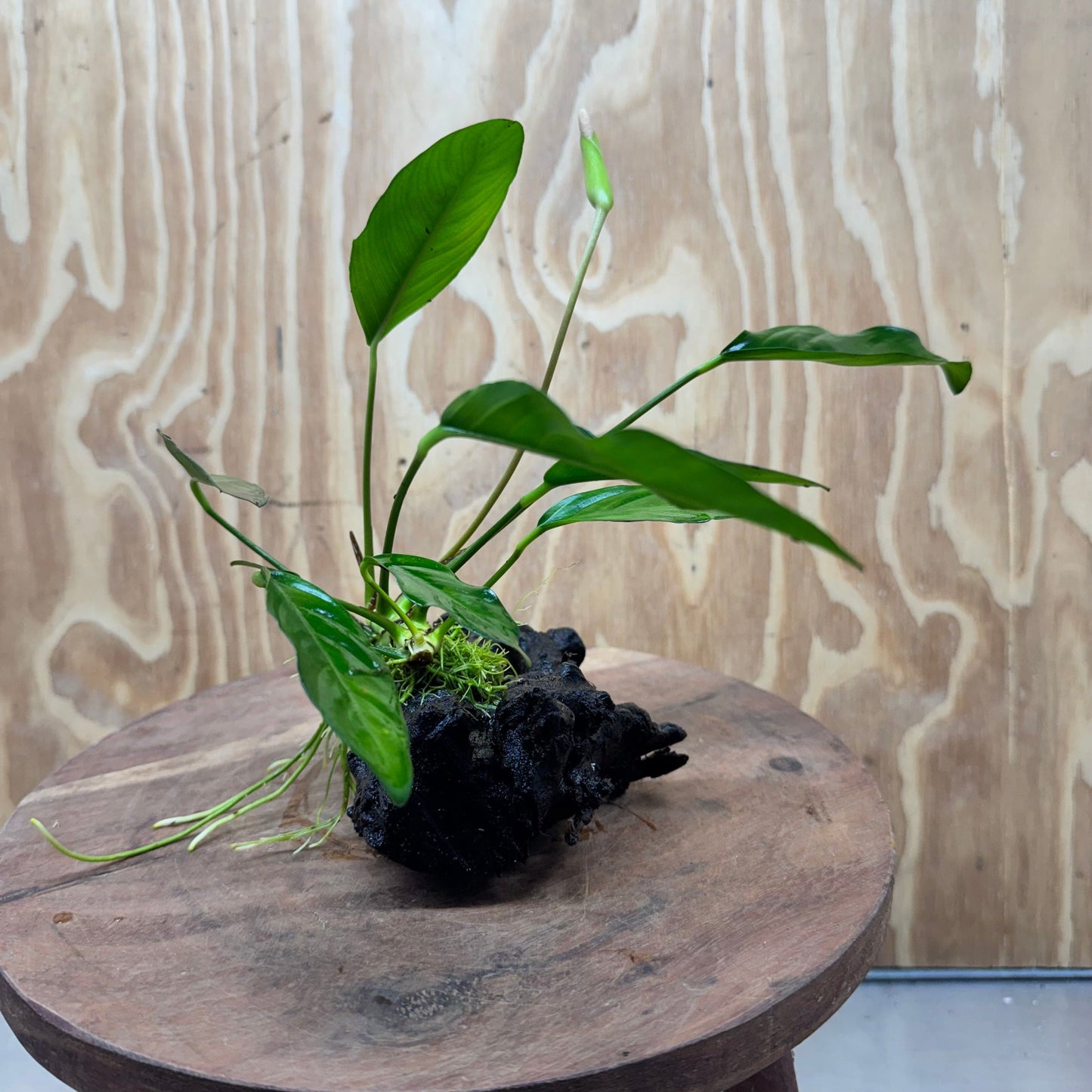 Scapeshop.com.au One Only Anubias Lucy on Small/Medium Driftwood Creation - One Only - Happy Anubias Lucy on Driftwood - One Only - buy Aquarium Plants in Australia