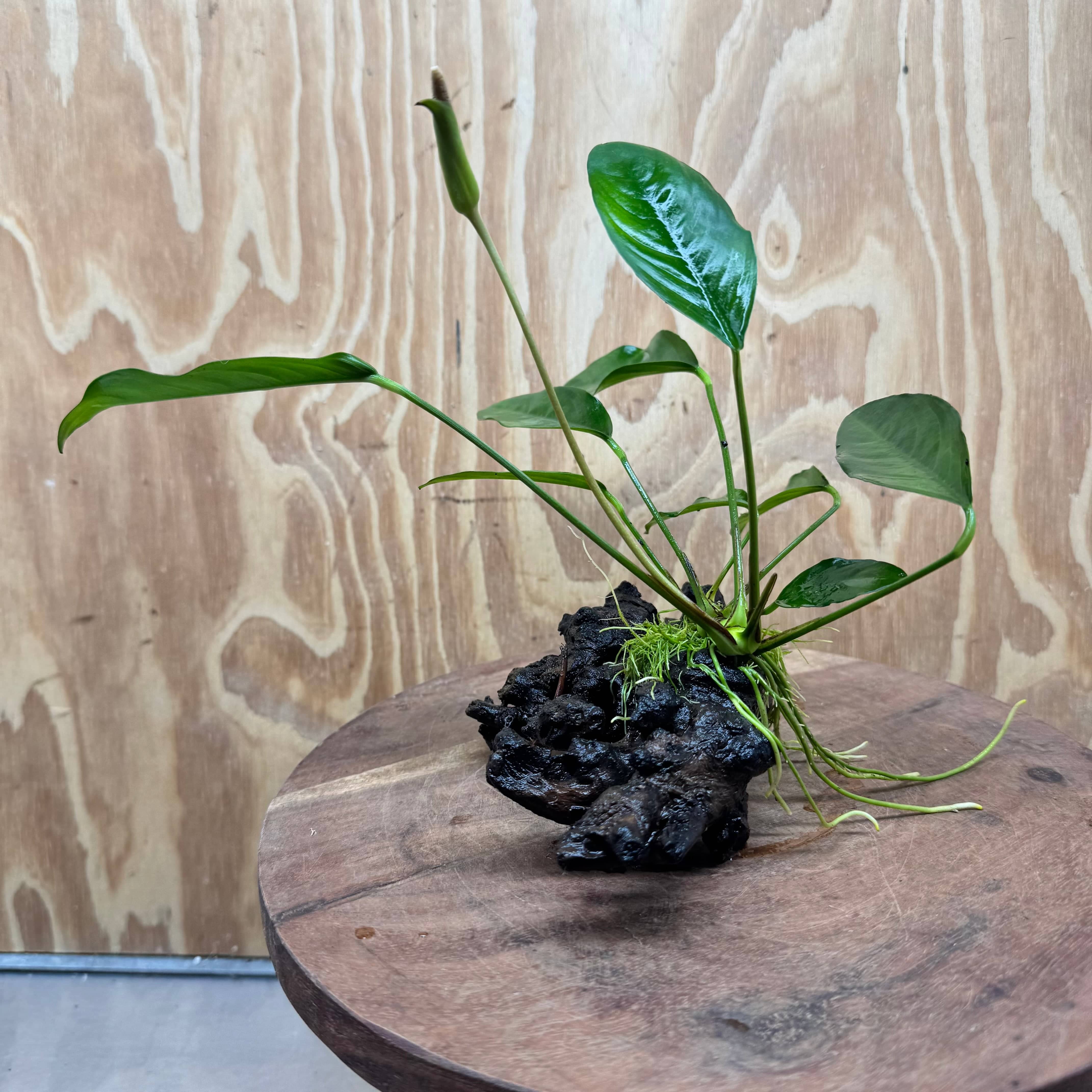 Scapeshop.com.au One Only Anubias Lucy on Small/Medium Driftwood Creation - One Only - Happy Anubias Lucy on Driftwood - One Only - buy Aquarium Plants in Australia