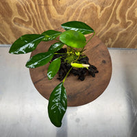 Scapeshop.com.au One Only Anubias Lucy on Small/Medium Driftwood Creation - One Only - Happy Anubias Lucy on Driftwood - One Only - buy Aquarium Plants in Australia