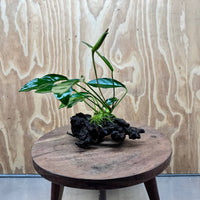 Scapeshop.com.au One Only Anubias Lucy on Small/Medium Driftwood Creation - One Only - Happy Anubias Lucy on Driftwood - One Only - buy Aquarium Plants in Australia