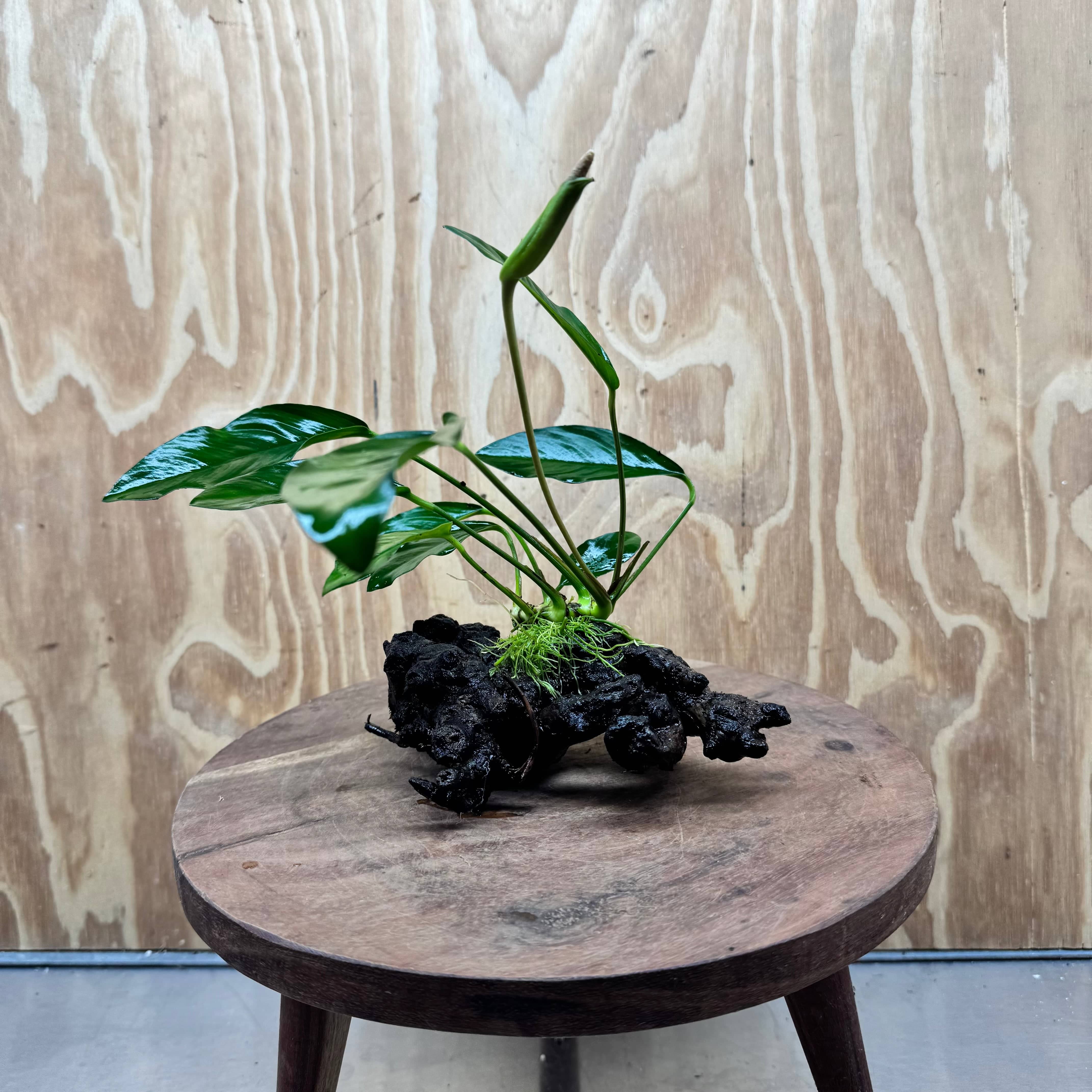 Scapeshop.com.au One Only Anubias Lucy on Small/Medium Driftwood Creation - One Only - Happy Anubias Lucy on Driftwood - One Only - buy Aquarium Plants in Australia