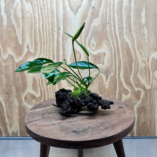 Scapeshop.com.au One Only Anubias Lucy on Small/Medium Driftwood Creation - One Only - Happy Anubias Lucy on Driftwood - One Only - buy Aquarium Plants in Australia