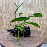 Scapeshop.com.au One Only Anubias Lucy on Small/Medium Driftwood Creation - One Only - Happy Anubias Lucy on Driftwood - One Only - buy Aquarium Plants in Australia