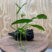 Scapeshop.com.au One Only Anubias Lucy on Small/Medium Driftwood Creation - One Only - Happy Anubias Lucy on Driftwood - One Only - buy Aquarium Plants in Australia