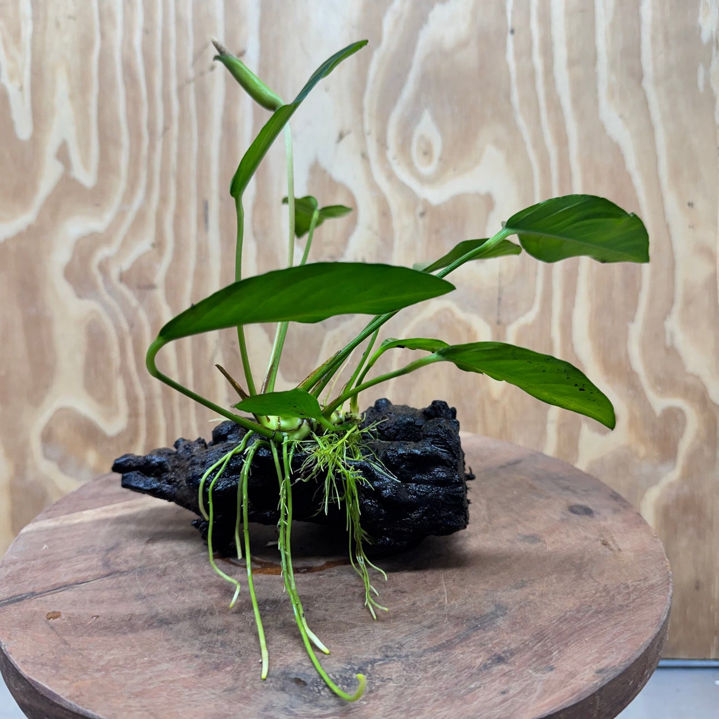 Scapeshop.com.au One Only Anubias Lucy on Small/Medium Driftwood Creation - One Only - Happy Anubias Lucy on Driftwood - One Only - buy Aquarium Plants in Australia