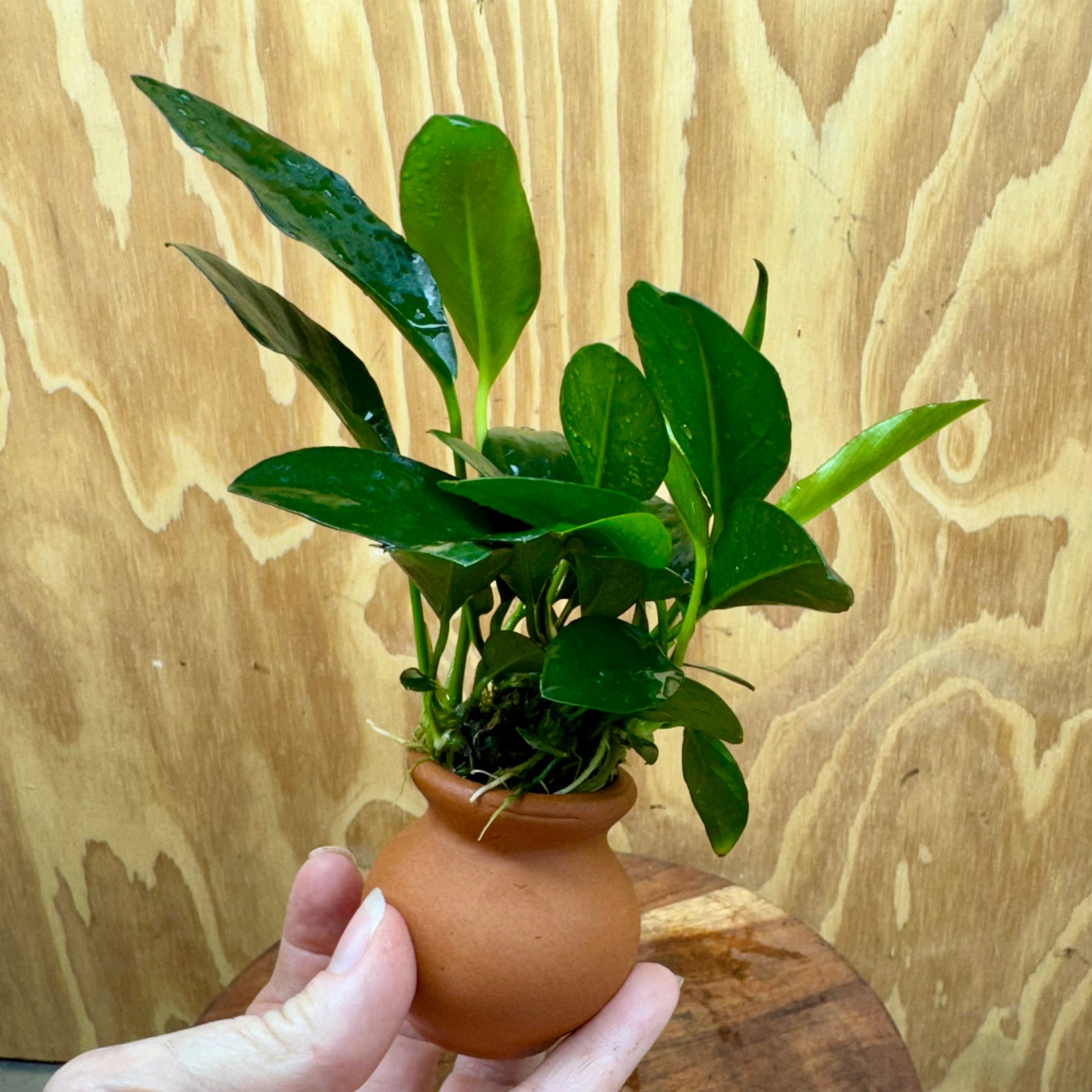 Scapeshop.com.au One Only Anubias Lucy Vase Urn - One Only Anubias Lucy Vase Urn One Only - Buy Aquarium Plants Australia