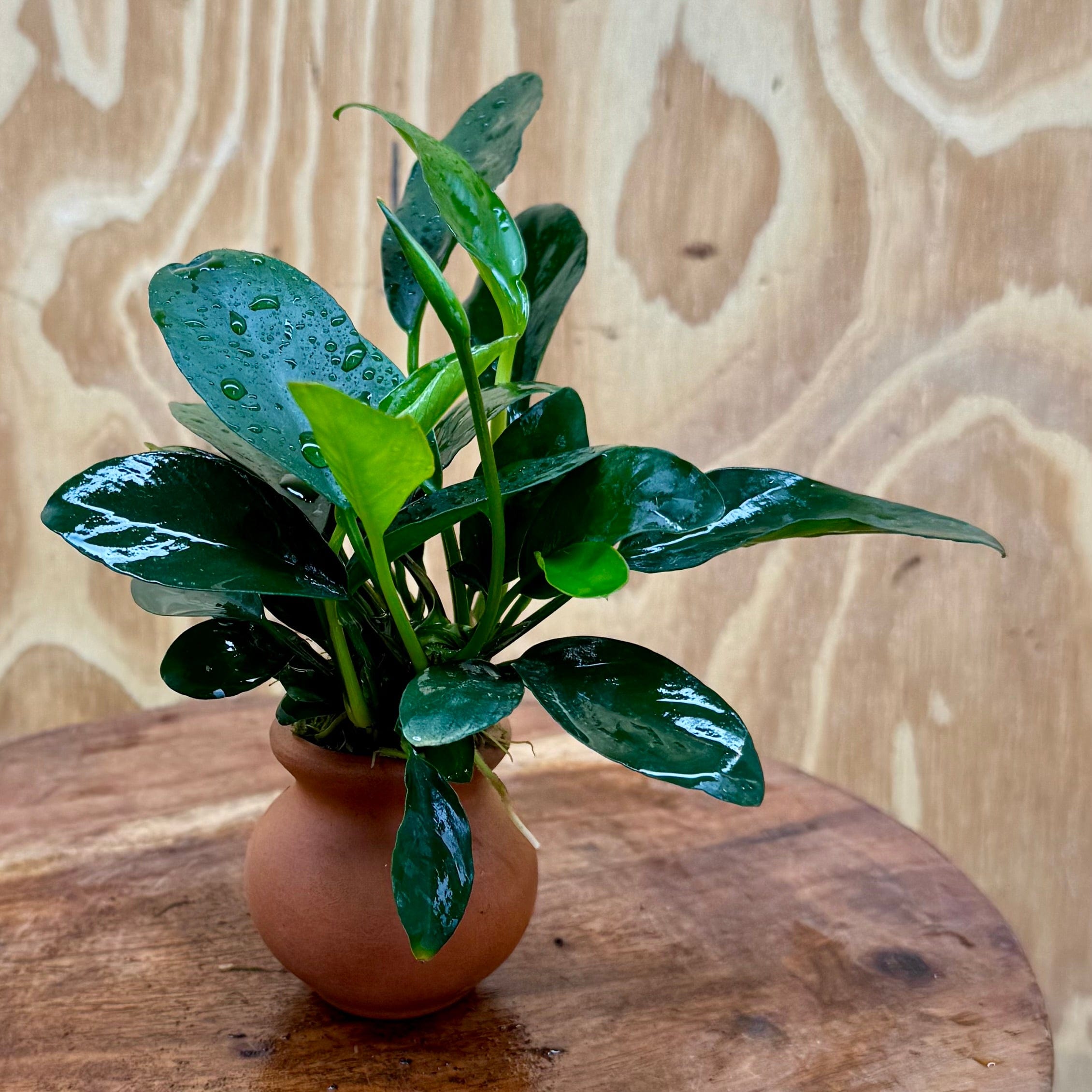 Scapeshop.com.au One Only Anubias Lucy Vase Urn - One Only Anubias Lucy Vase Urn One Only - Buy Aquarium Plants Australia