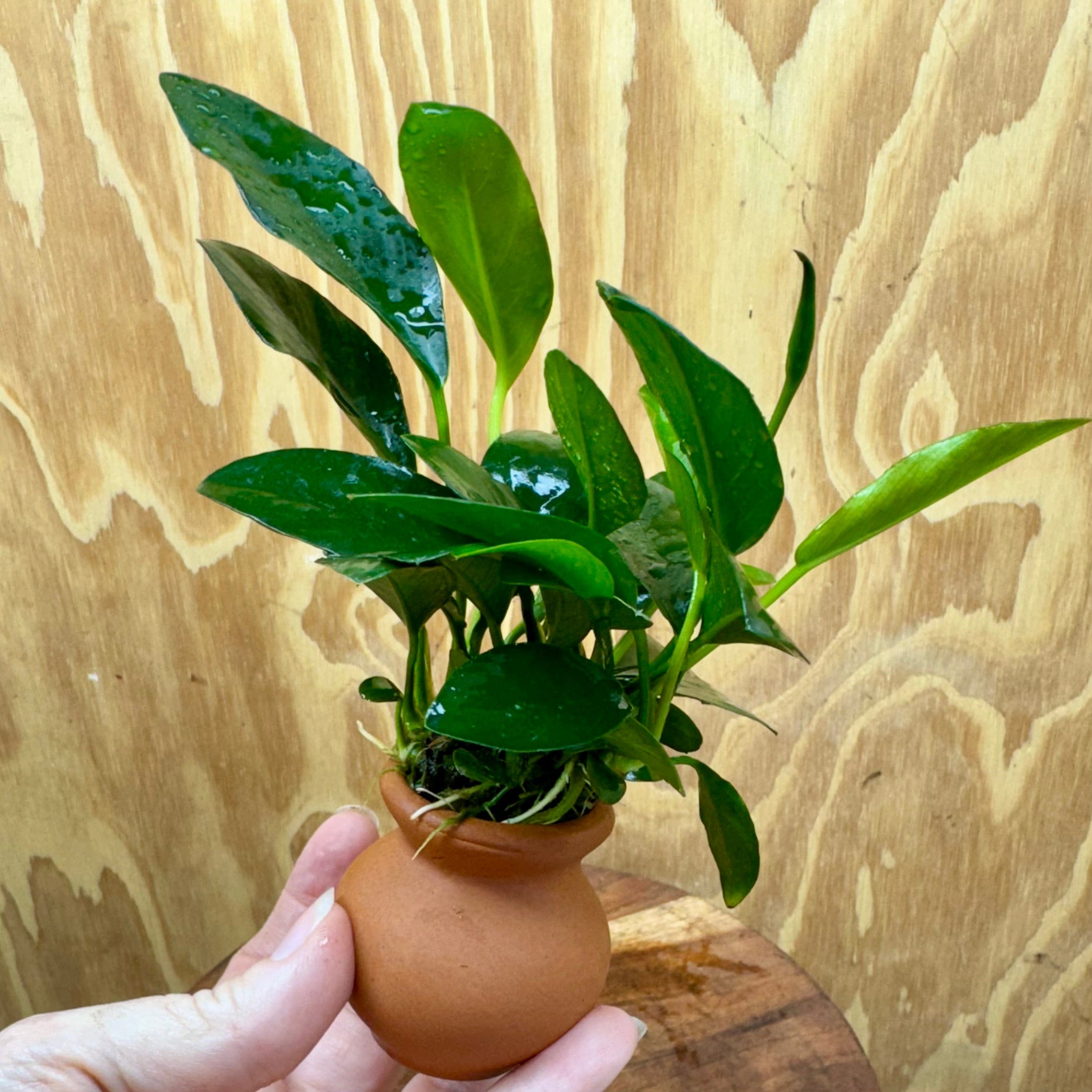 Scapeshop.com.au One Only Anubias Lucy Vase Urn - One Only Anubias Lucy Vase Urn One Only - Buy Aquarium Plants Australia