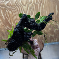 Scapeshop.com.au One Only Anubias Nana & Microsorum 'Indo'(Java Fern) Driftwood Creation - One Only - Happy Anubias Nana & Microsorum 'Indo'(Java Fern) Driftwood Creation - One Only - Happy