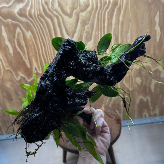 Scapeshop.com.au One Only Anubias Nana & Microsorum 'Indo'(Java Fern) Driftwood Creation - One Only - Happy Anubias Nana & Microsorum 'Indo'(Java Fern) Driftwood Creation - One Only - Happy