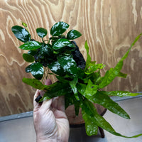 Scapeshop.com.au One Only Anubias Nana & Microsorum 'Indo'(Java Fern) Driftwood Creation - One Only - Happy Anubias Nana & Microsorum 'Indo'(Java Fern) Driftwood Creation - One Only - Happy