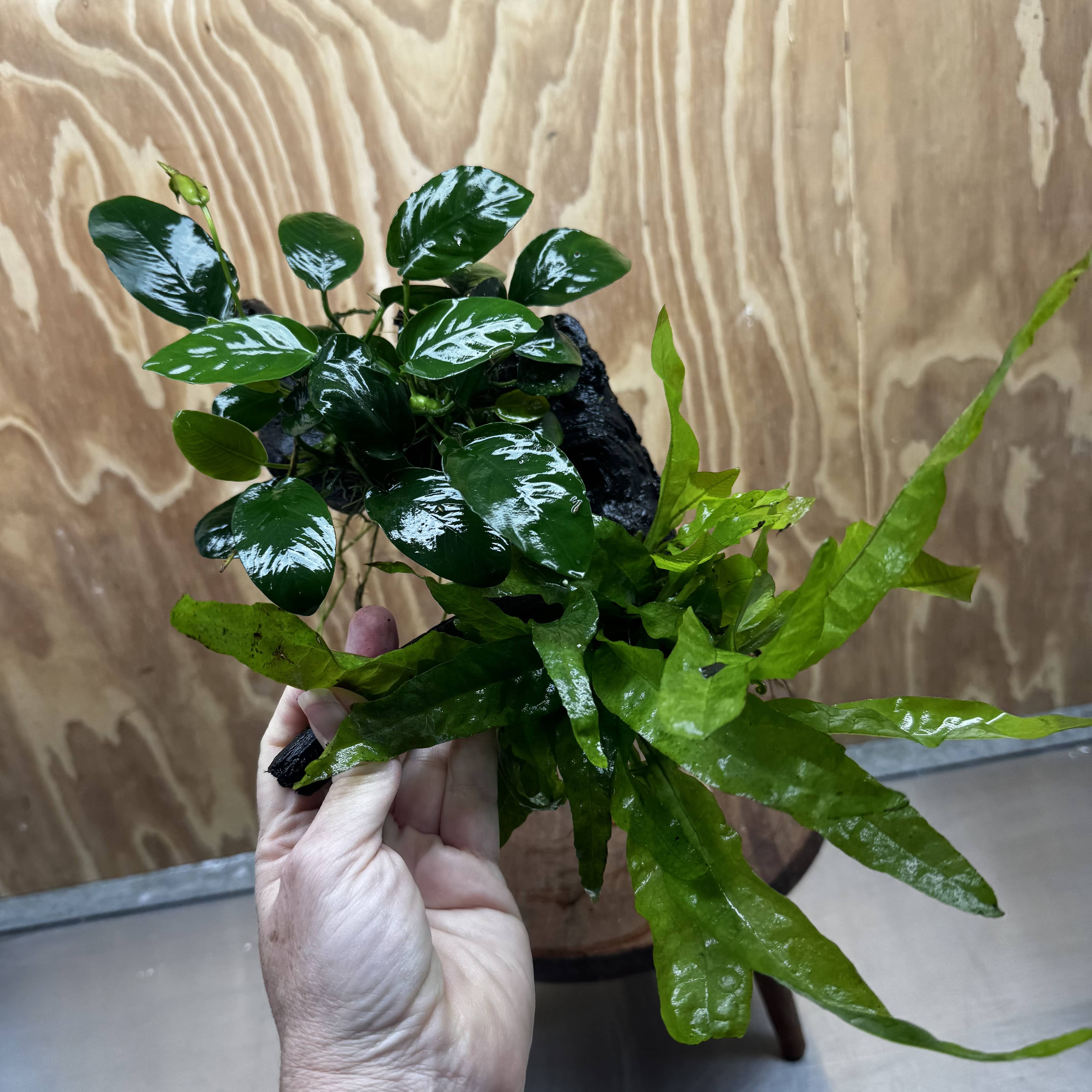 Scapeshop.com.au One Only Anubias Nana & Microsorum 'Indo'(Java Fern) Driftwood Creation - One Only - Happy Anubias Nana & Microsorum 'Indo'(Java Fern) Driftwood Creation - One Only - Happy