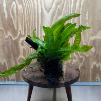 Scapeshop.com.au One Only Anubias Nana & Microsorum 'Indo'(Java Fern) Driftwood Creation - One Only - Happy Anubias Nana & Microsorum 'Indo'(Java Fern) Driftwood Creation - One Only - Happy