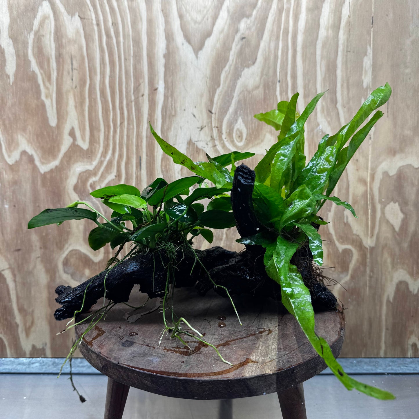 Scapeshop.com.au One Only Anubias Nana & Microsorum 'Indo'(Java Fern) Driftwood Creation - One Only - Happy Anubias Nana & Microsorum 'Indo'(Java Fern) Driftwood Creation - One Only - Happy
