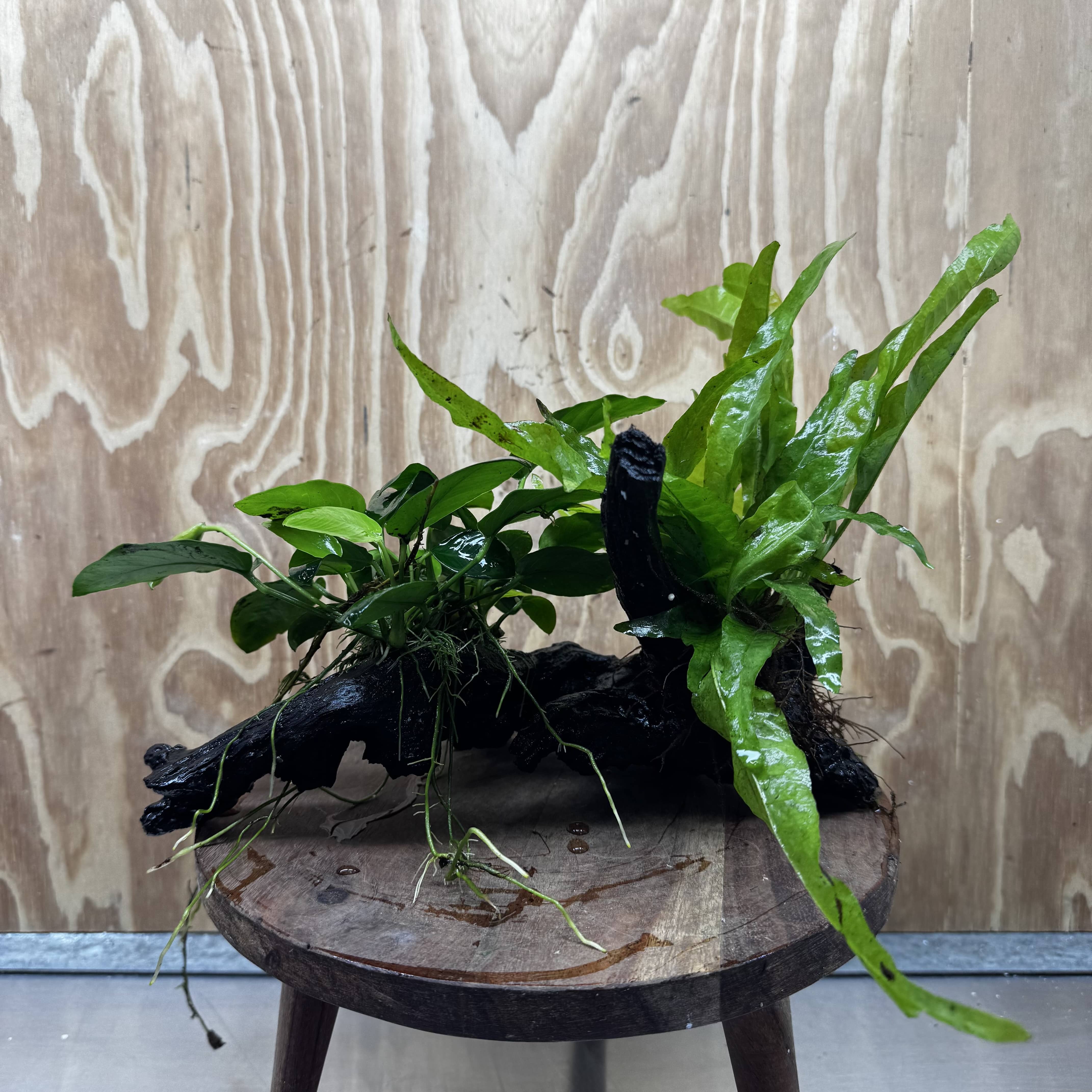 Scapeshop.com.au One Only Anubias Nana & Microsorum 'Indo'(Java Fern) Driftwood Creation - One Only - Happy Anubias Nana & Microsorum 'Indo'(Java Fern) Driftwood Creation - One Only - Happy
