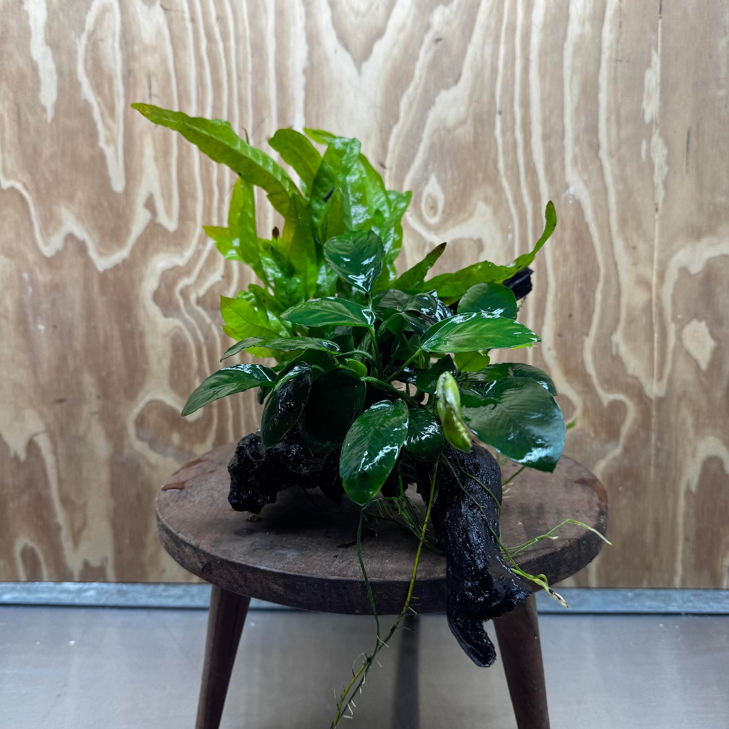 Scapeshop.com.au One Only Anubias Nana & Microsorum 'Indo'(Java Fern) Driftwood Creation - One Only - Happy Anubias Nana & Microsorum 'Indo'(Java Fern) Driftwood Creation - One Only - Happy