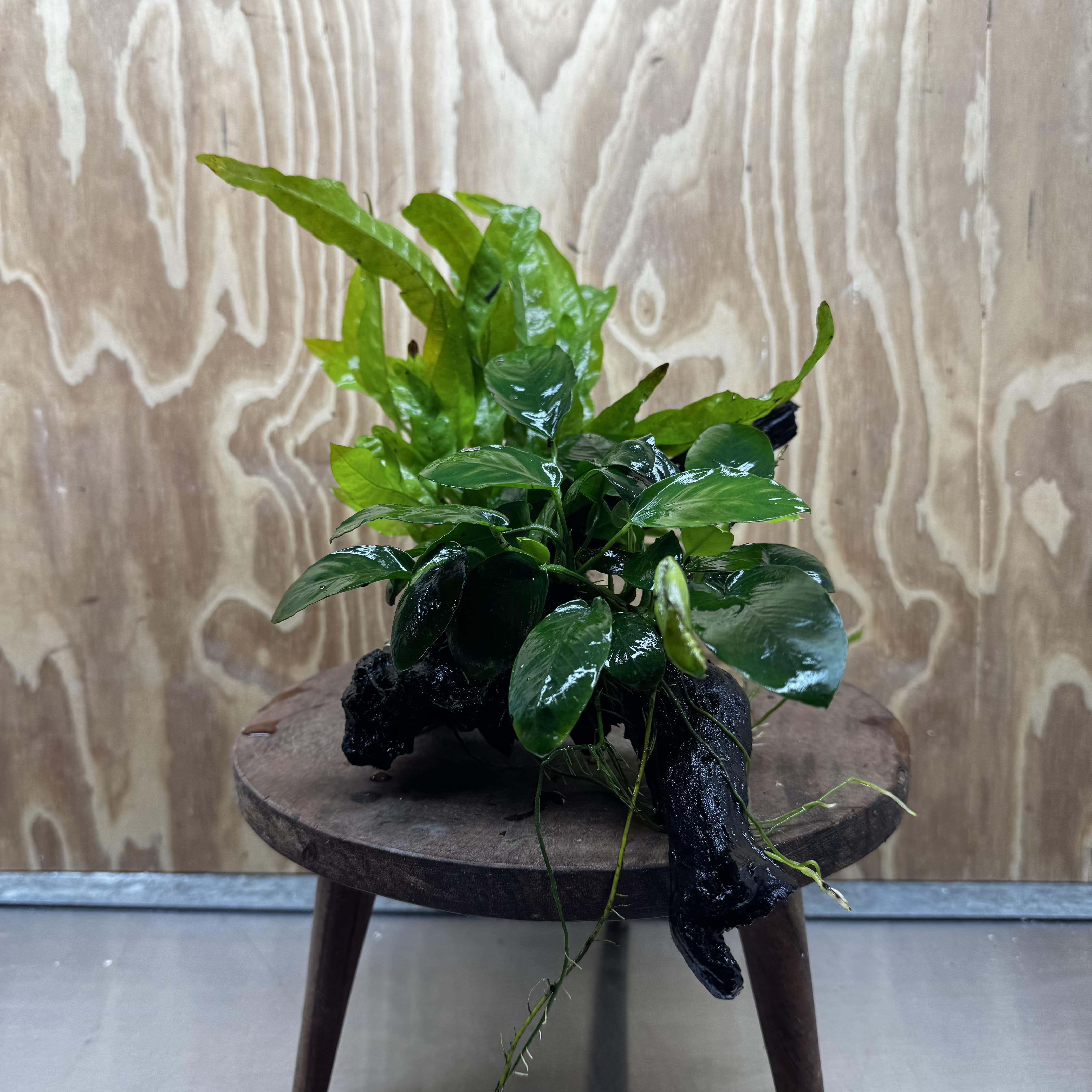 Scapeshop.com.au One Only Anubias Nana & Microsorum 'Indo'(Java Fern) Driftwood Creation - One Only - Happy Anubias Nana & Microsorum 'Indo'(Java Fern) Driftwood Creation - One Only - Happy