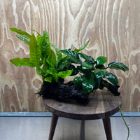 Scapeshop.com.au One Only Anubias Nana & Microsorum 'Indo'(Java Fern) Driftwood Creation - One Only - Happy Anubias Nana & Microsorum 'Indo'(Java Fern) Driftwood Creation - One Only - Happy