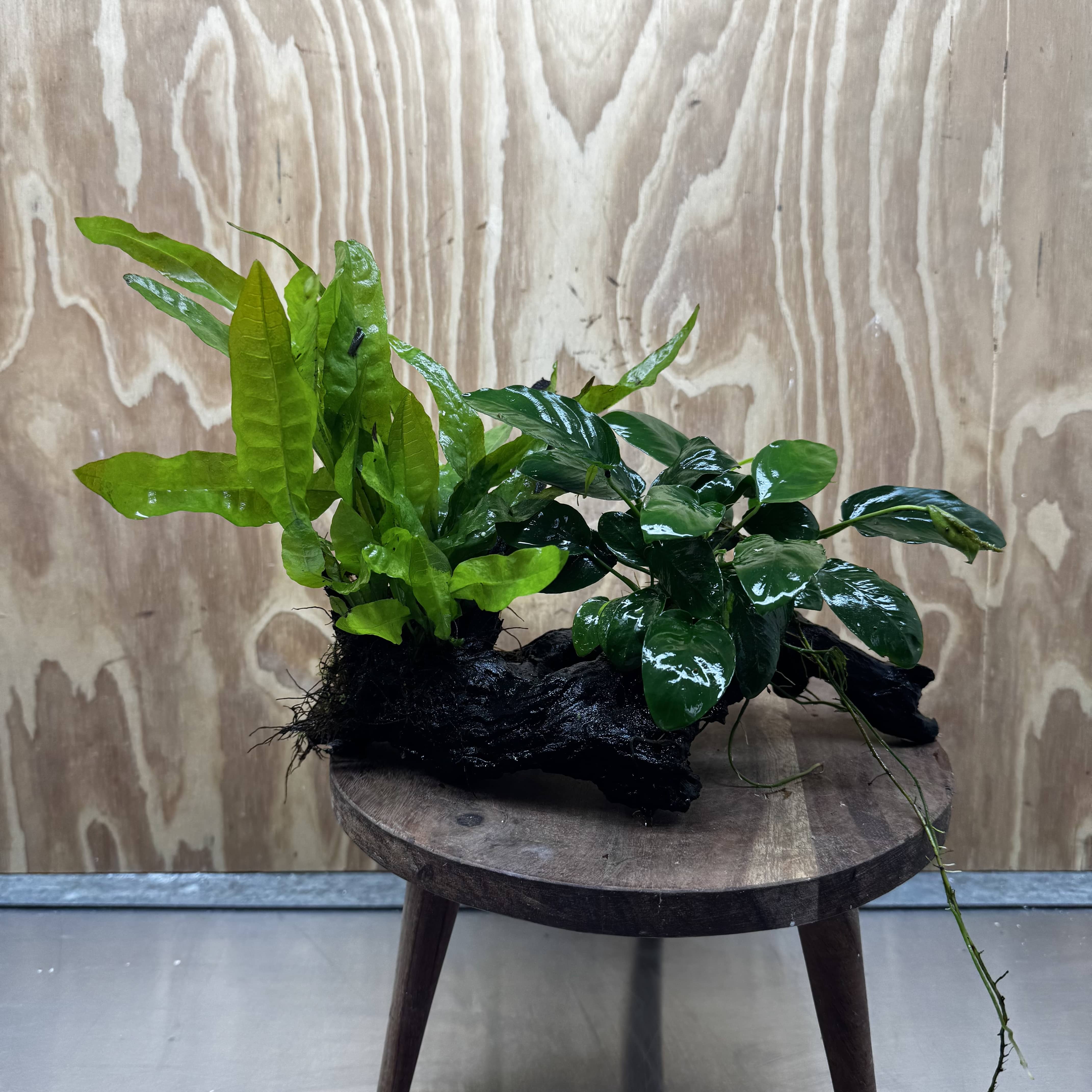 Scapeshop.com.au One Only Anubias Nana & Microsorum 'Indo'(Java Fern) Driftwood Creation - One Only - Happy Anubias Nana & Microsorum 'Indo'(Java Fern) Driftwood Creation - One Only - Happy