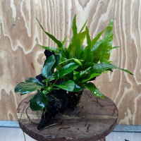 Scapeshop.com.au One Only Anubias Nana & Microsorum 'Indo'(Java Fern) Driftwood Creation - One Only - Happy Anubias Nana & Microsorum 'Indo'(Java Fern) Driftwood Creation - One Only - Happy