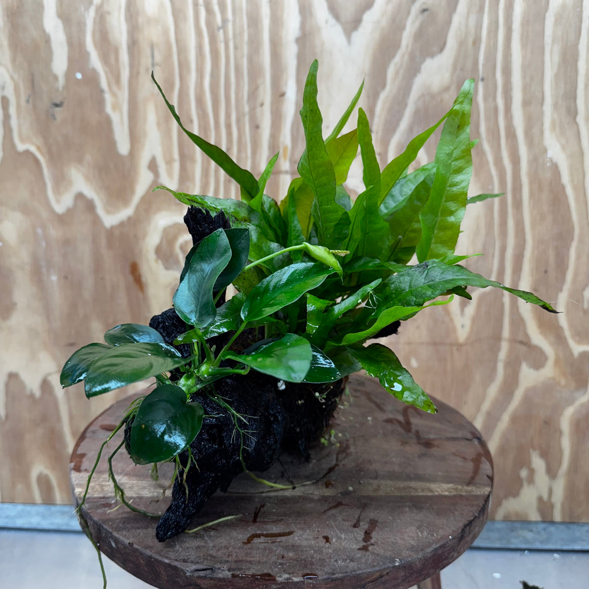 Scapeshop.com.au One Only Anubias Nana & Microsorum 'Indo'(Java Fern) Driftwood Creation - One Only - Happy Anubias Nana & Microsorum 'Indo'(Java Fern) Driftwood Creation - One Only - Happy