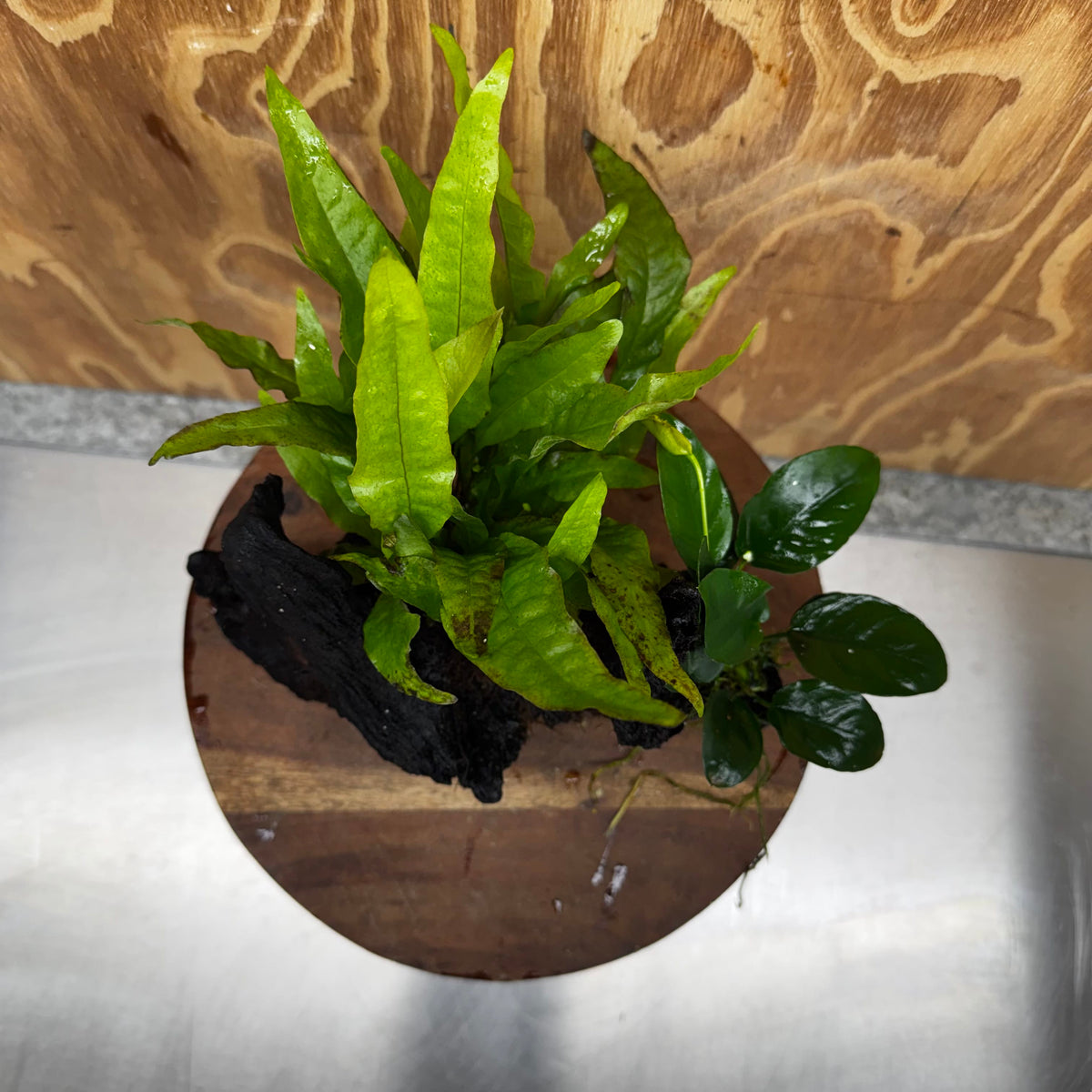 Scapeshop.com.au One Only Anubias Nana & Microsorum 'Indo'(Java Fern) Driftwood Creation - One Only - Happy Anubias Nana & Microsorum 'Indo'(Java Fern) Driftwood Creation - One Only - Happy