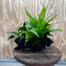Scapeshop.com.au One Only Anubias Nana & Microsorum 'Indo'(Java Fern) Driftwood Creation - One Only - Happy Anubias Nana & Microsorum 'Indo'(Java Fern) Driftwood Creation - One Only - Happy