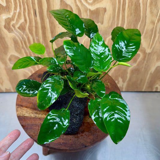 Pisces Enterprises One Only Anubias Nana on Large Black Lava Rock Creation - One Only Shop for Anubias Nana on Large Black Lava Rock Creation - One Only