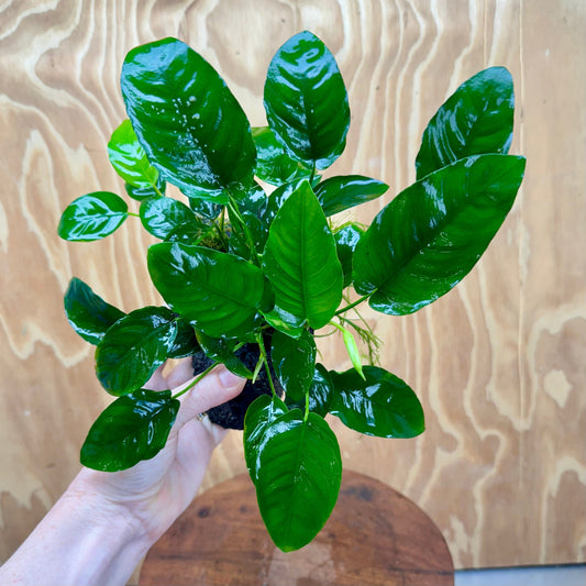 Pisces Enterprises One Only Anubias Nana on Large Black Lava Rock Creation - One Only Shop for Anubias Nana on Large Black Lava Rock Creation - One Only