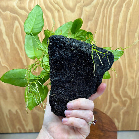 Pisces Enterprises One Only Anubias Nana on Large Black Lava Rock Creation - One Only Shop for Anubias Nana on Large Black Lava Rock Creation - One Only