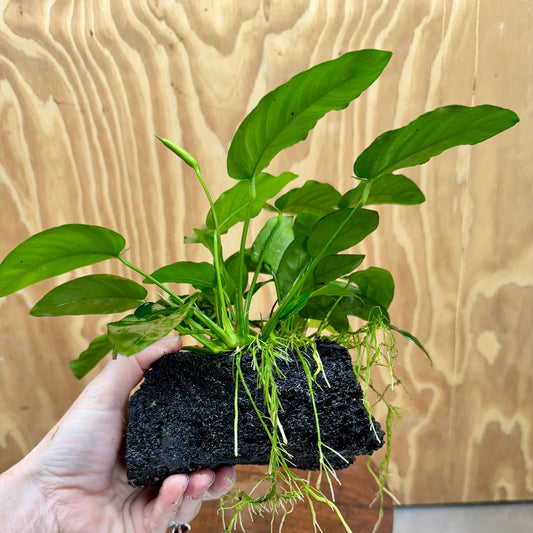 Pisces Enterprises One Only Anubias Nana on Large Black Lava Rock Creation - One Only Shop for Anubias Nana on Large Black Lava Rock Creation - One Only