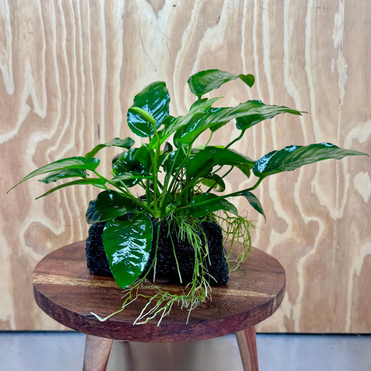 Pisces Enterprises One Only Anubias Nana on Large Black Lava Rock Creation - One Only Shop for Anubias Nana on Large Black Lava Rock Creation - One Only