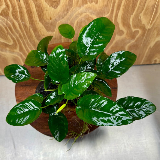 Pisces Enterprises One Only Anubias Nana on Large Black Lava Rock Creation - One Only Shop for Anubias Nana on Large Black Lava Rock Creation - One Only