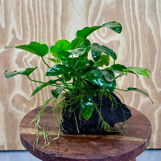 Pisces Enterprises One Only Anubias Nana on Large Black Lava Rock Creation - One Only Shop for Anubias Nana on Large Black Lava Rock Creation - One Only
