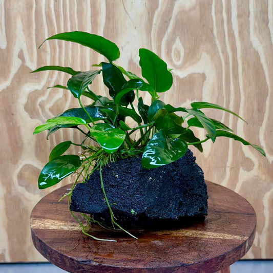 Pisces Enterprises One Only Anubias Nana on Large Black Lava Rock Creation - One Only Shop for Anubias Nana on Large Black Lava Rock Creation - One Only