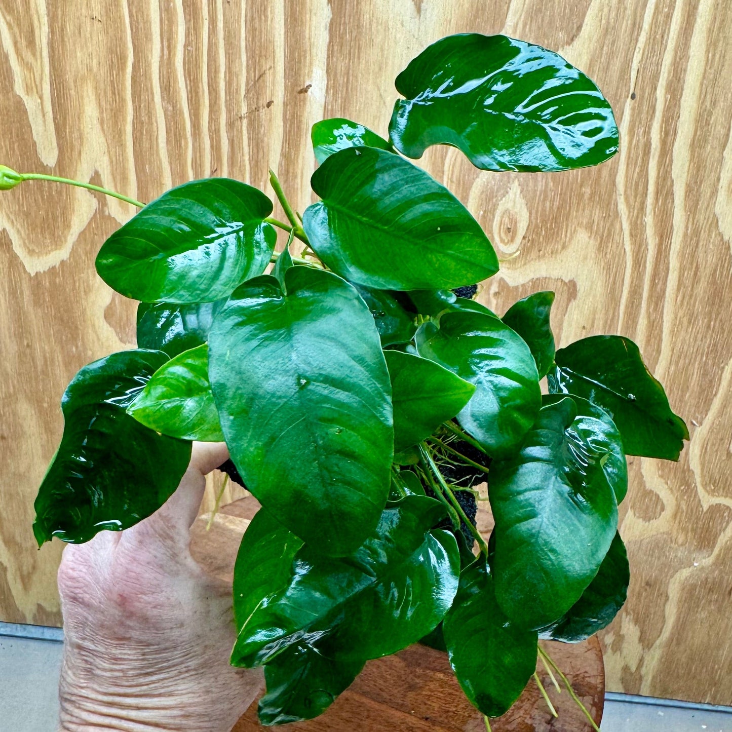 Pisces Enterprises One Only Anubias Nana on Large Black Lava Rock Creation - One Only Shop for Anubias Nana on Large Black Lava Rock Creation - One Only