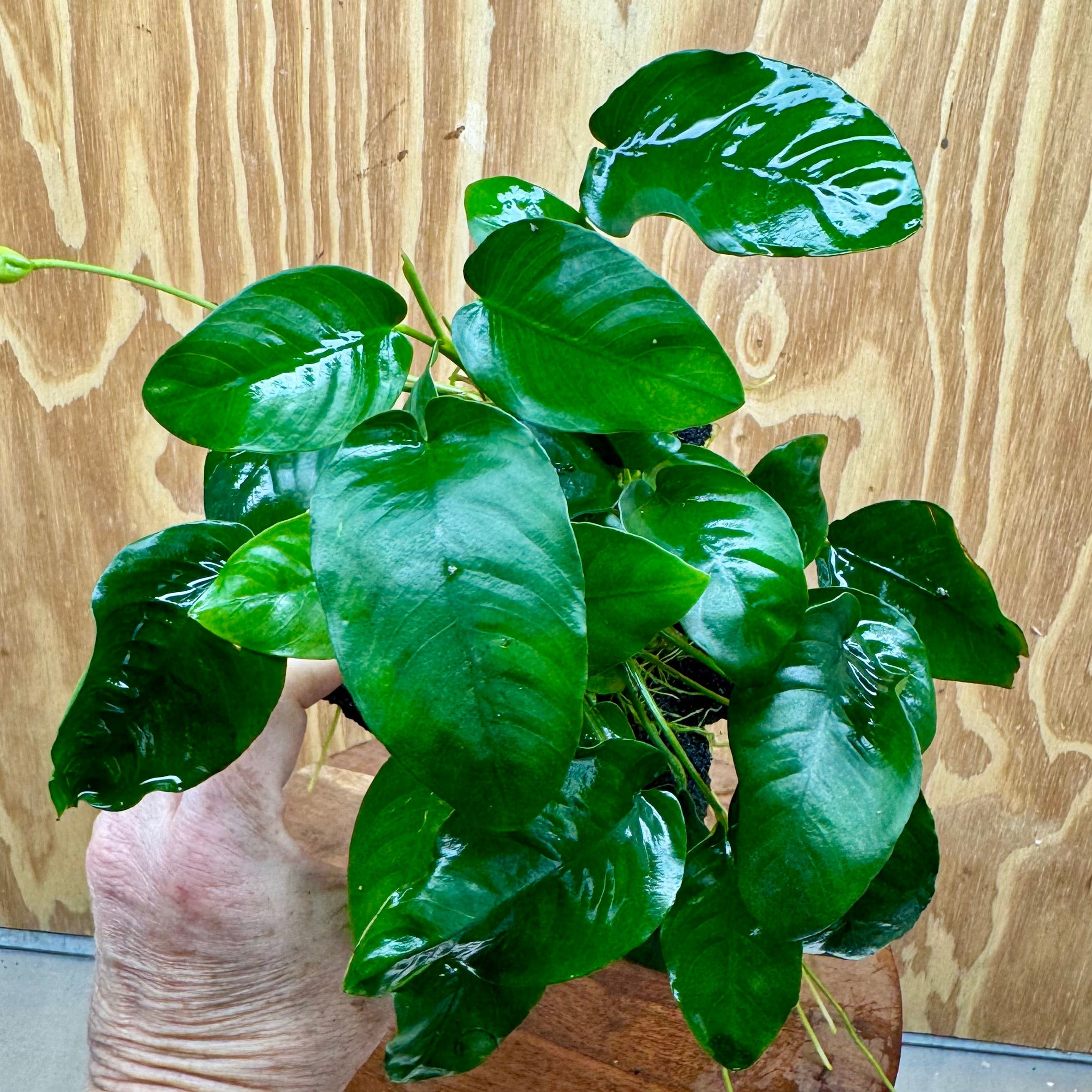 Pisces Enterprises One Only Anubias Nana on Large Black Lava Rock Creation - One Only Shop for Anubias Nana on Large Black Lava Rock Creation - One Only