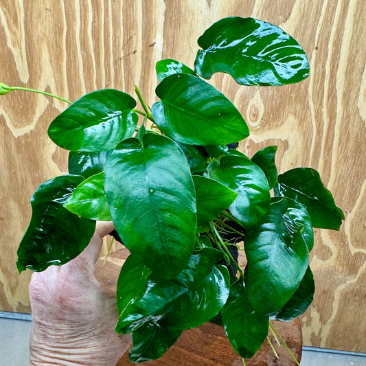 Pisces Enterprises One Only Anubias Nana on Large Black Lava Rock Creation - One Only Shop for Anubias Nana on Large Black Lava Rock Creation - One Only