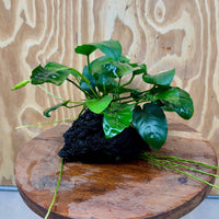Pisces Enterprises One Only Anubias Nana on Large Black Lava Rock Creation - One Only Shop for Anubias Nana on Large Black Lava Rock Creation - One Only