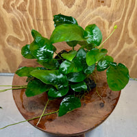 Pisces Enterprises One Only Anubias Nana on Large Black Lava Rock Creation - One Only Shop for Anubias Nana on Large Black Lava Rock Creation - One Only