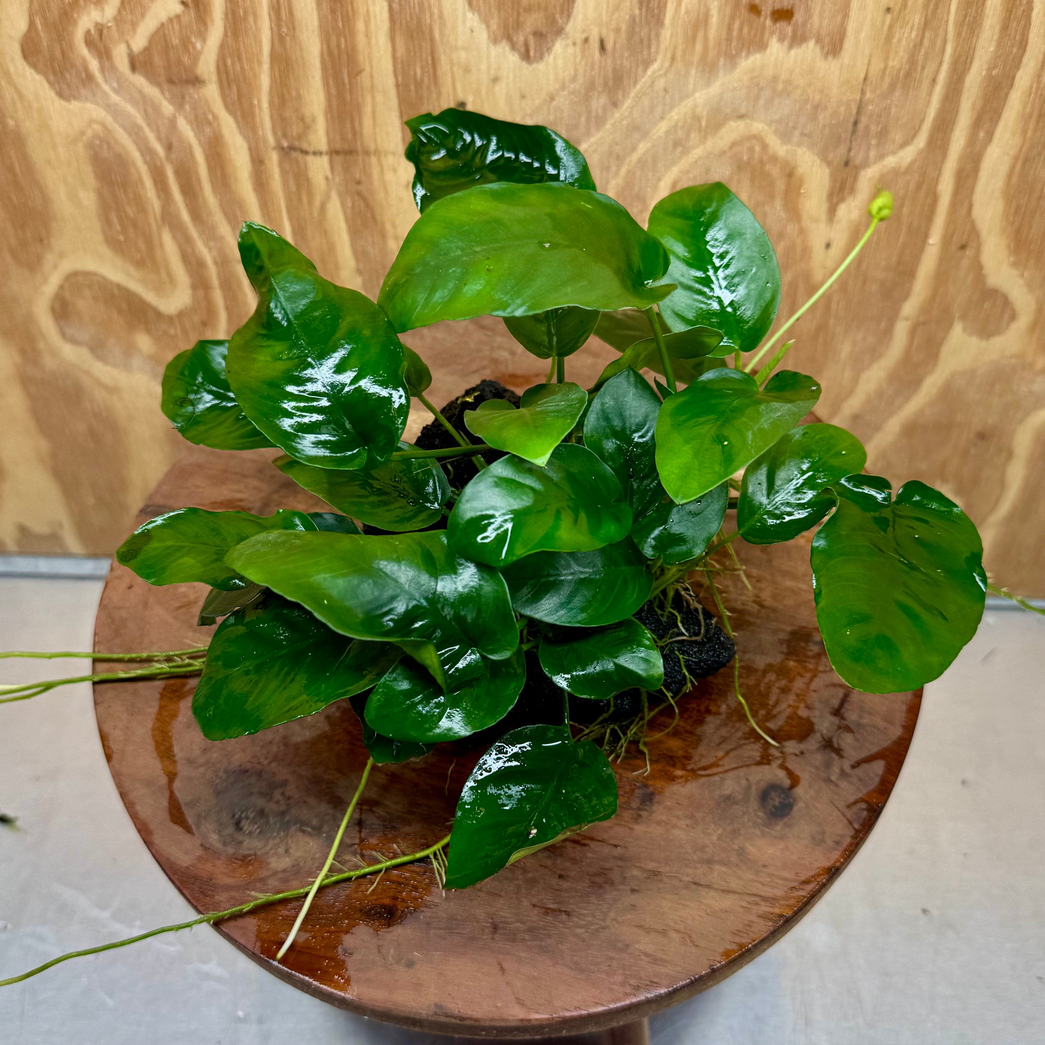 Pisces Enterprises One Only Anubias Nana on Large Black Lava Rock Creation - One Only Shop for Anubias Nana on Large Black Lava Rock Creation - One Only