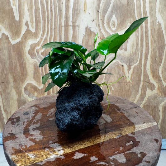 Pisces Enterprises One Only Anubias Nana on Large Black Lava Rock Creation - One Only Shop for Anubias Nana on Large Black Lava Rock Creation - One Only