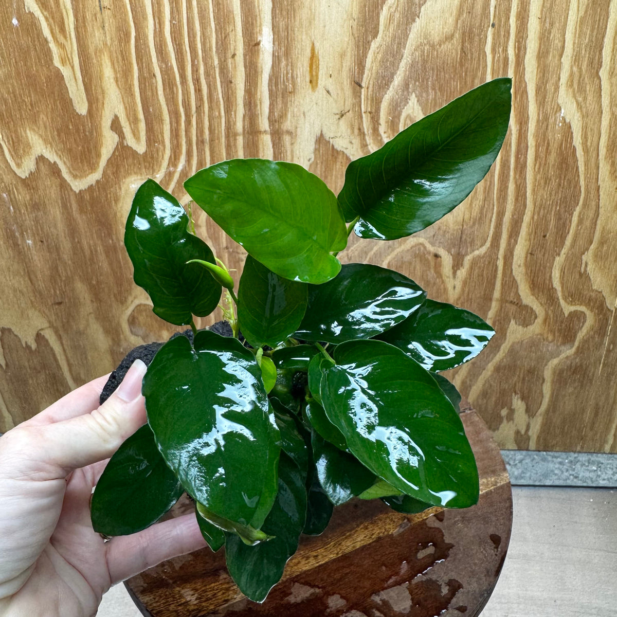 Pisces Enterprises One Only Anubias Nana on Large Black Lava Rock Creation - One Only Shop for Anubias Nana on Large Black Lava Rock Creation - One Only